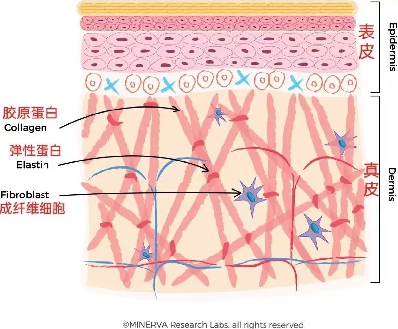 胶原蛋白肽果冻是不是智商税,胶原蛋白肽是不是智商税央视新闻
