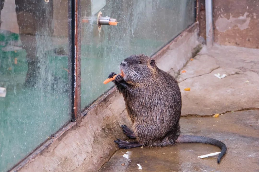红山动物园亏损3千万网友很着急,近两年疫情原因导致亏损如何翻身