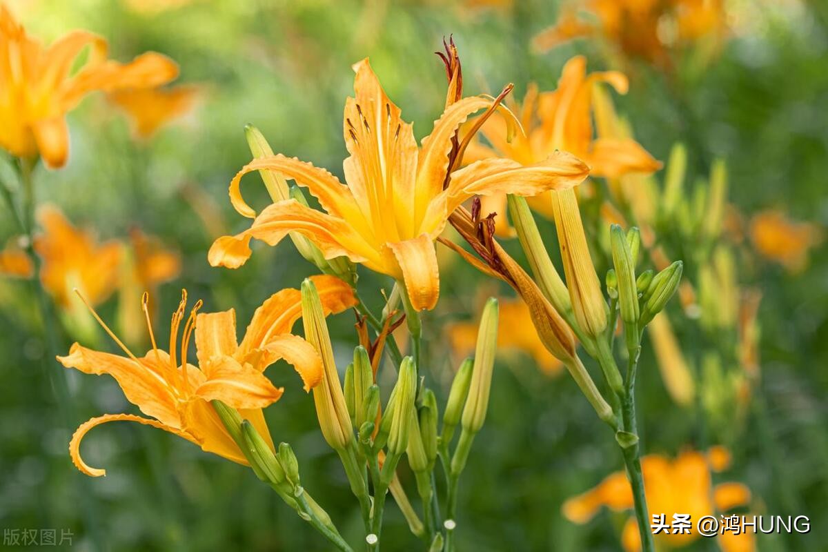 母亲节忘忧草,萱草忘忧母亲节