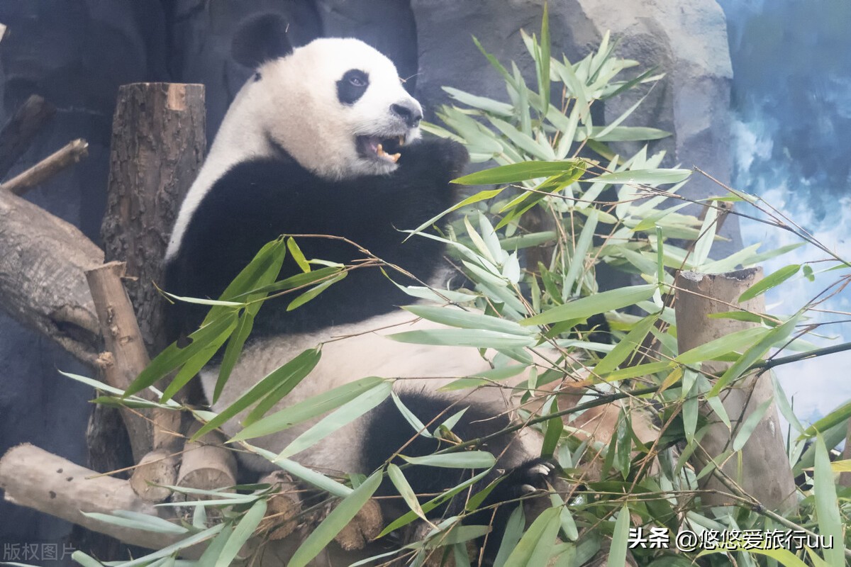 成都旅游攻略成都必去的五个地方,成都攻略十个必须要去的地方