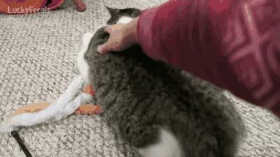 猫咪发癫乱叫,猫咪飙尿如何解决