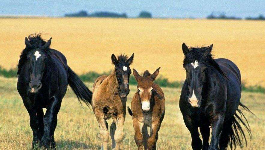 马真的比驴好吗,为什么马永远无法取代驴子的地位