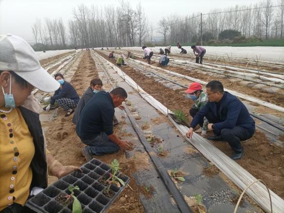 舞钢市庙街美丽乡村,舞钢市尚店镇王庄村合村计划
