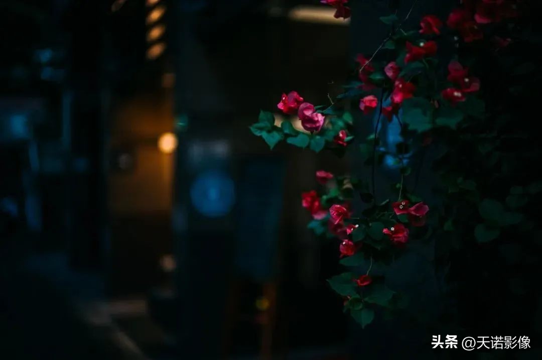 徕卡哪款相机最有德味,徕卡相机的德味