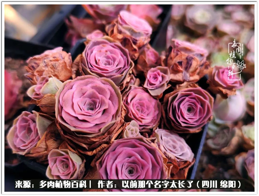 夏天山地玫瑰,小清新山地玫瑰