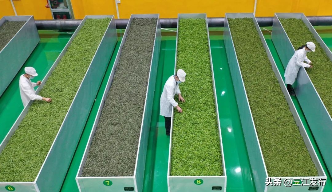 南国今报创作,南国今报紫荆花盛典