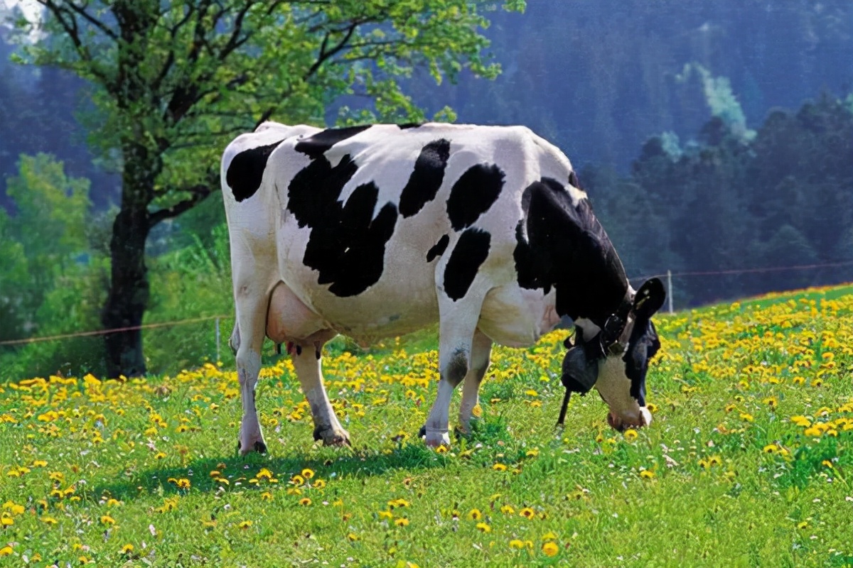 奶粉为什么这么暴利,奶粉为什么贵反而卖得好