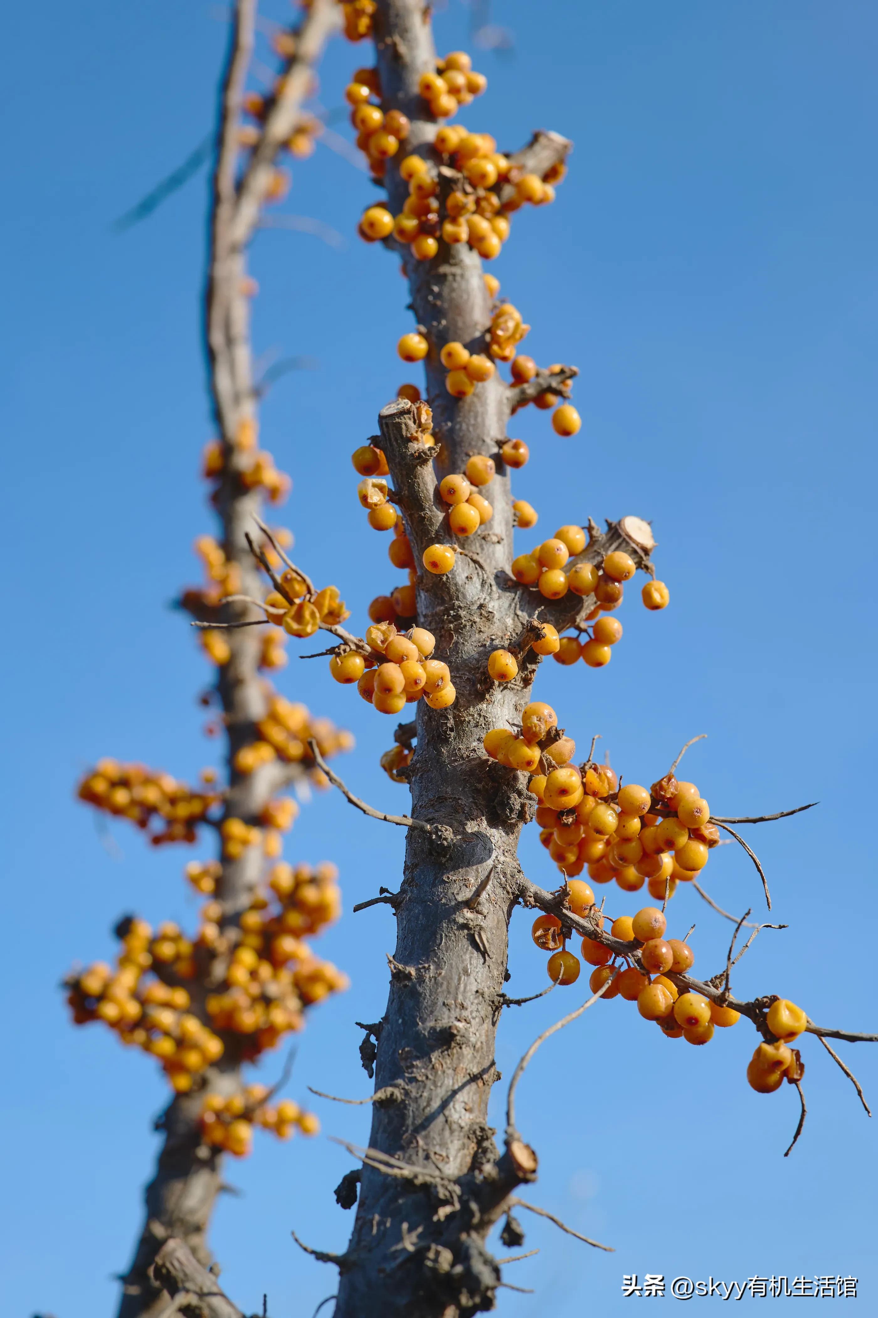有机沙棘原浆多少钱,有机沙棘原浆推荐哪家