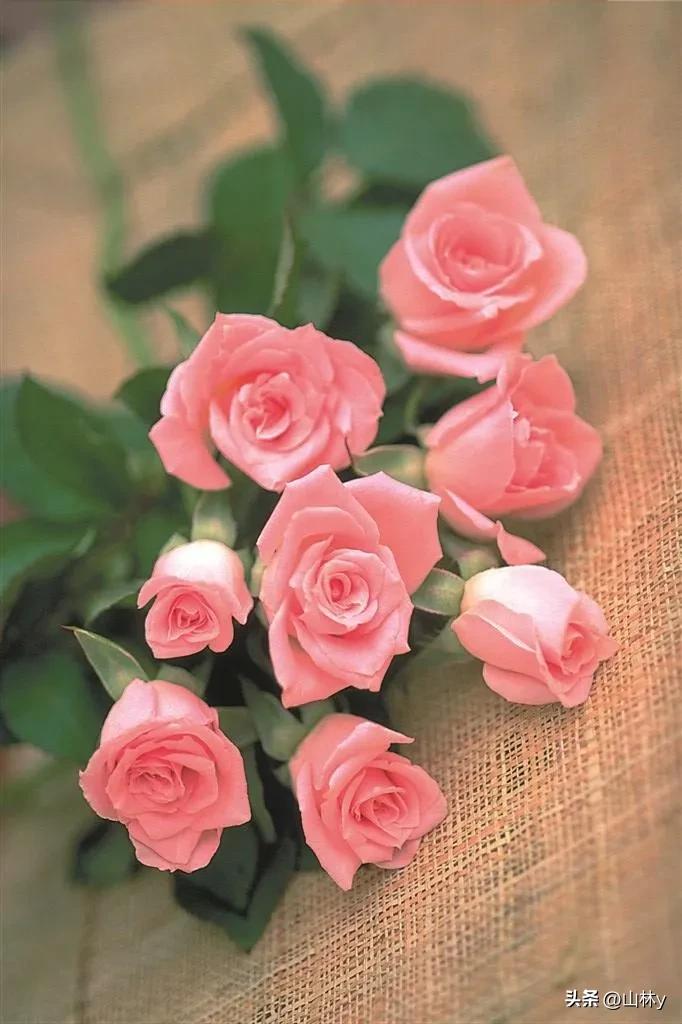 分享玫瑰花的图片,最美的玫瑰花送给最漂亮的你图片