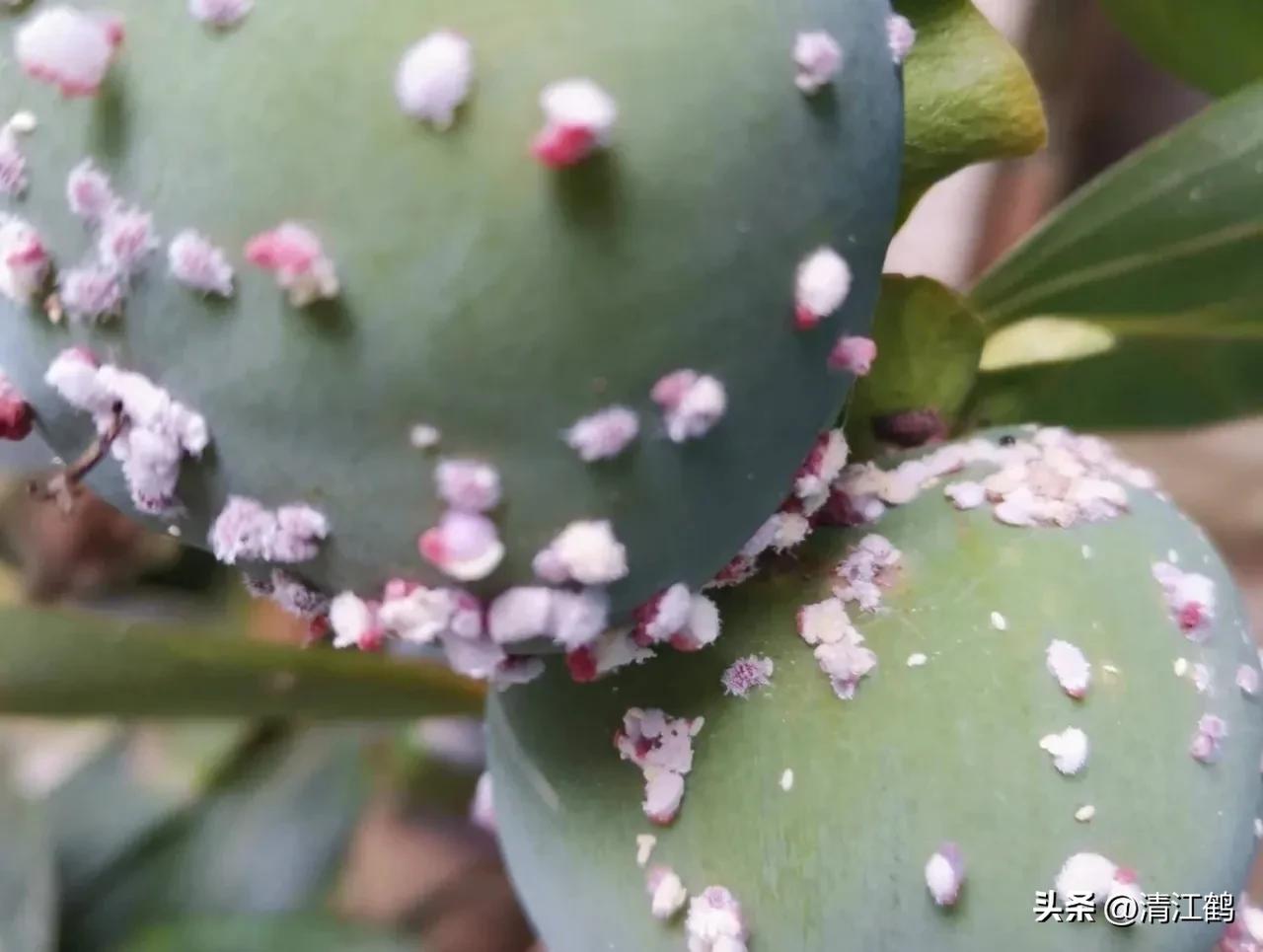 蚧壳虫专用杀虫剂使用方法,蚧壳虫专用花卉杀虫剂