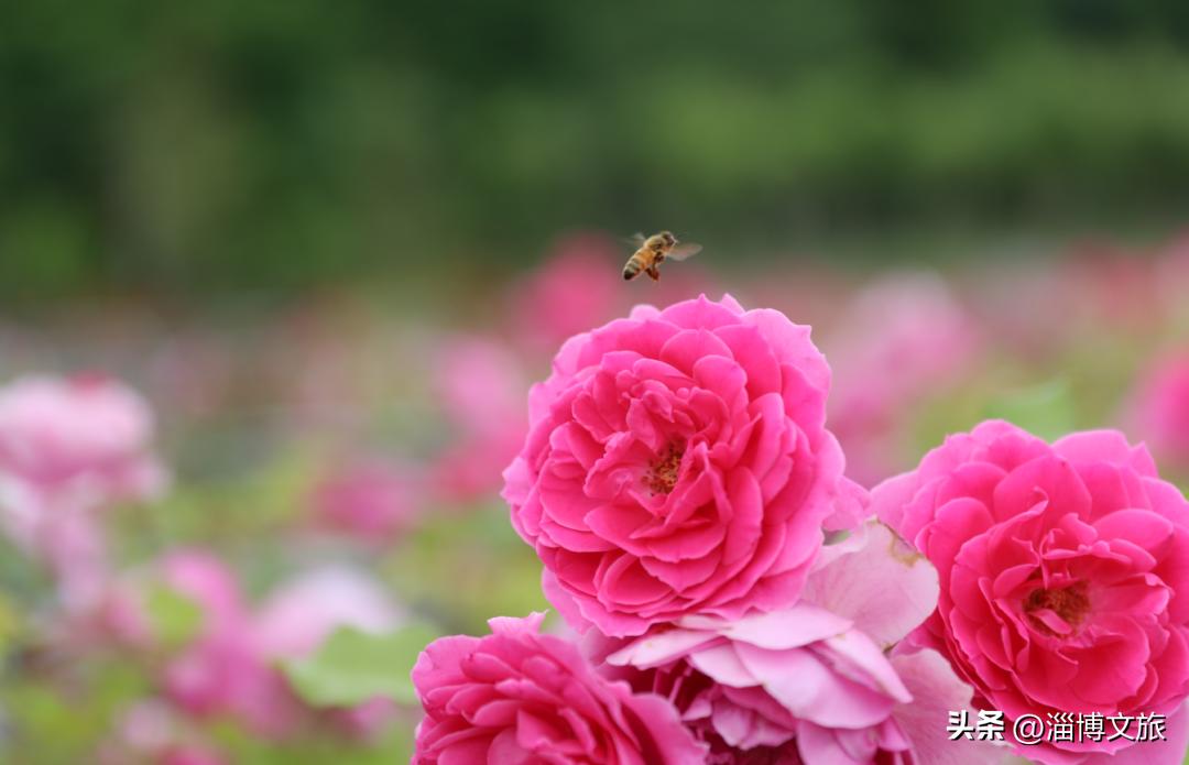 淄博宝藏景点推荐,山东淄博的宝藏