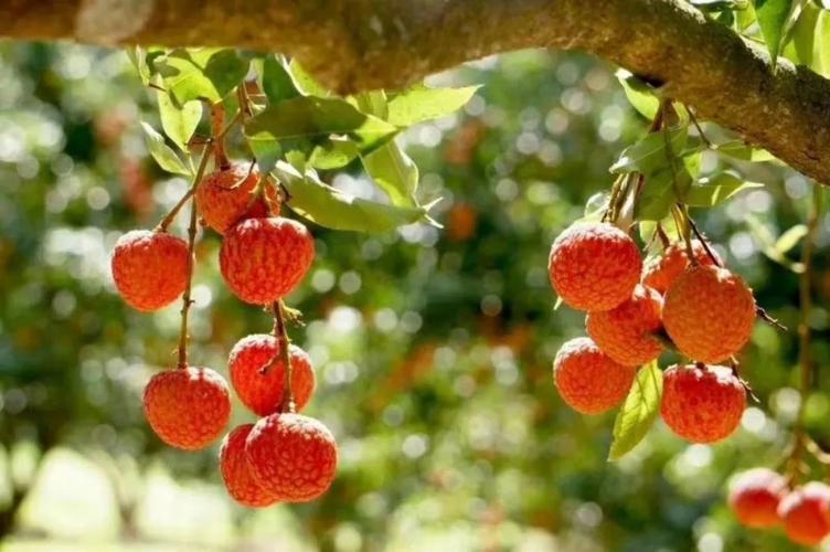 今天妃子笑荔枝零售价多少钱一斤,妃子笑荔枝收购价