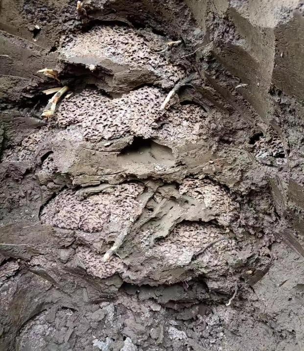 白蚁防治工作创新,白蚁防治工作十年变化