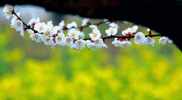 百花种类大全,百花的种类有哪些