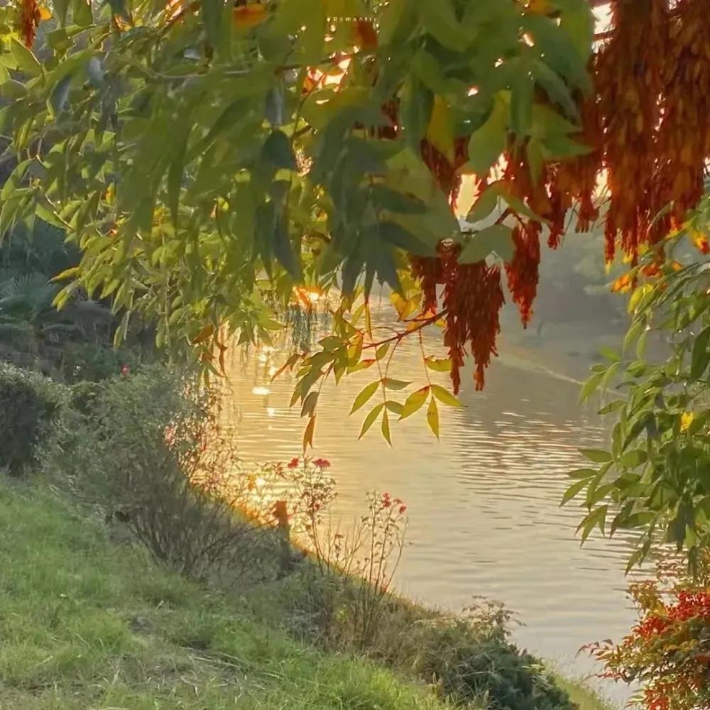 背景图优雅生活,生活随意的背景图高级感