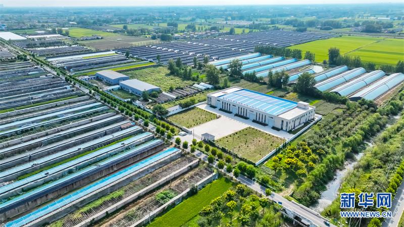 淮安农业种植致富项目,黄瓜种植致富经历