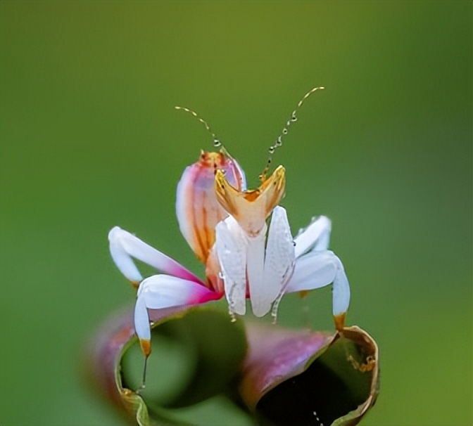 成虫时期的兰花螳螂长什么样子,兰花螳螂是否是自然界原有的物种