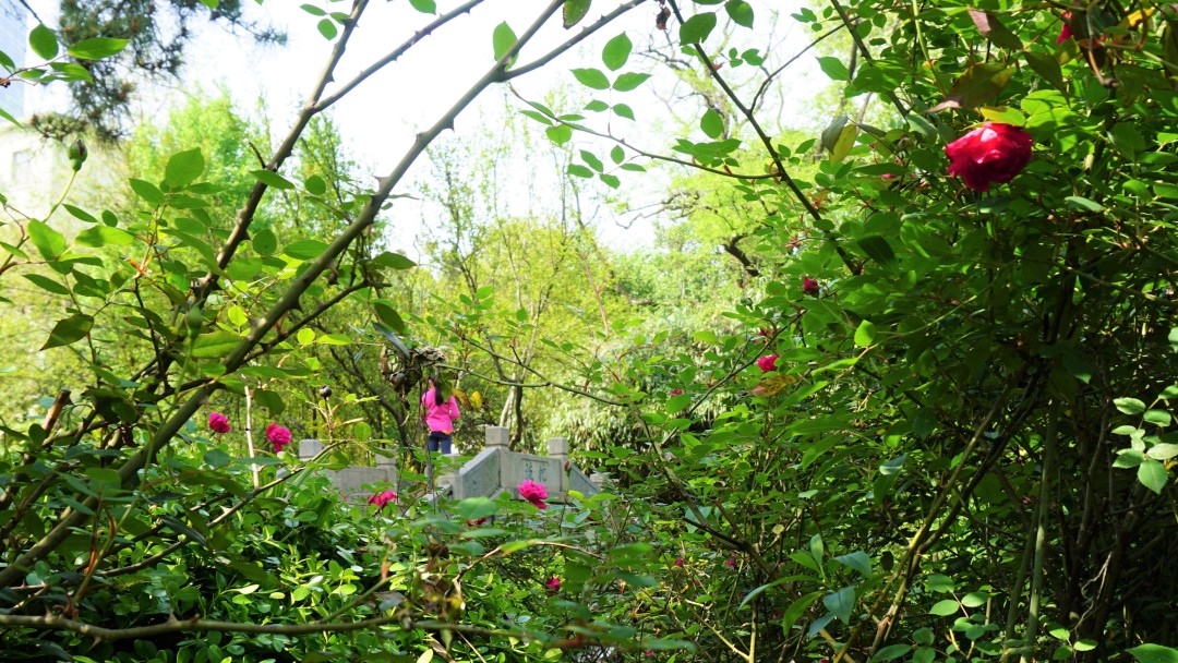 同济大学有多漂亮,同济大学的浪漫