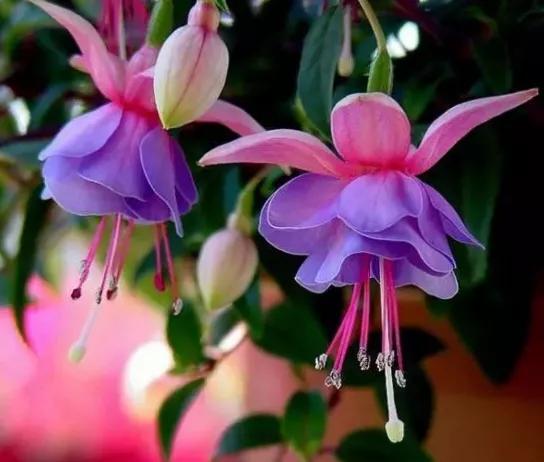 美丽的花倒挂金钟,美丽的倒挂金钟花图片