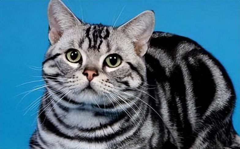 哪种猫最通人性好看又好养,猫界中最通人性的几种猫你养了吗