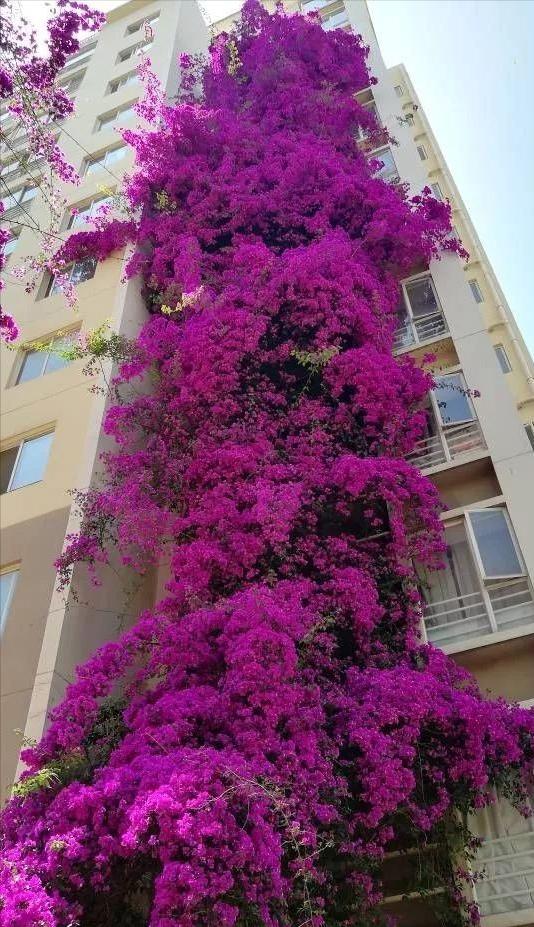 扦插花的快速生根法,哪些花卉可以用扦插的方法插活