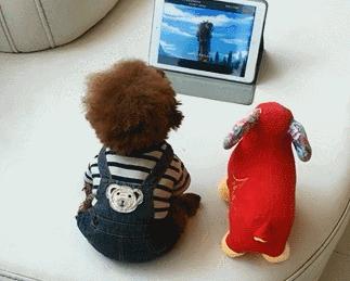 泰迪犬的饲养方法大全视频播放,1-3个月泰迪犬的饲养方法