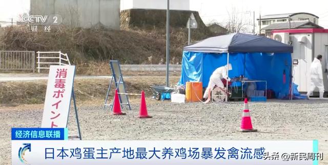 台湾为什么鸡蛋短缺,台湾蛋荒最新情况