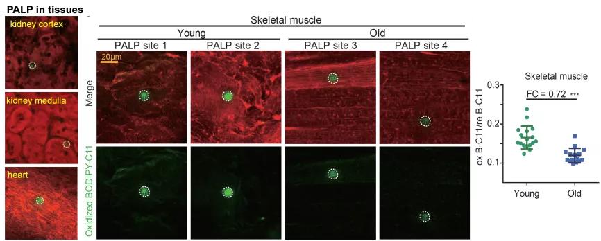西湖大学冰刻研究成功了吗,西湖大学科学家发言