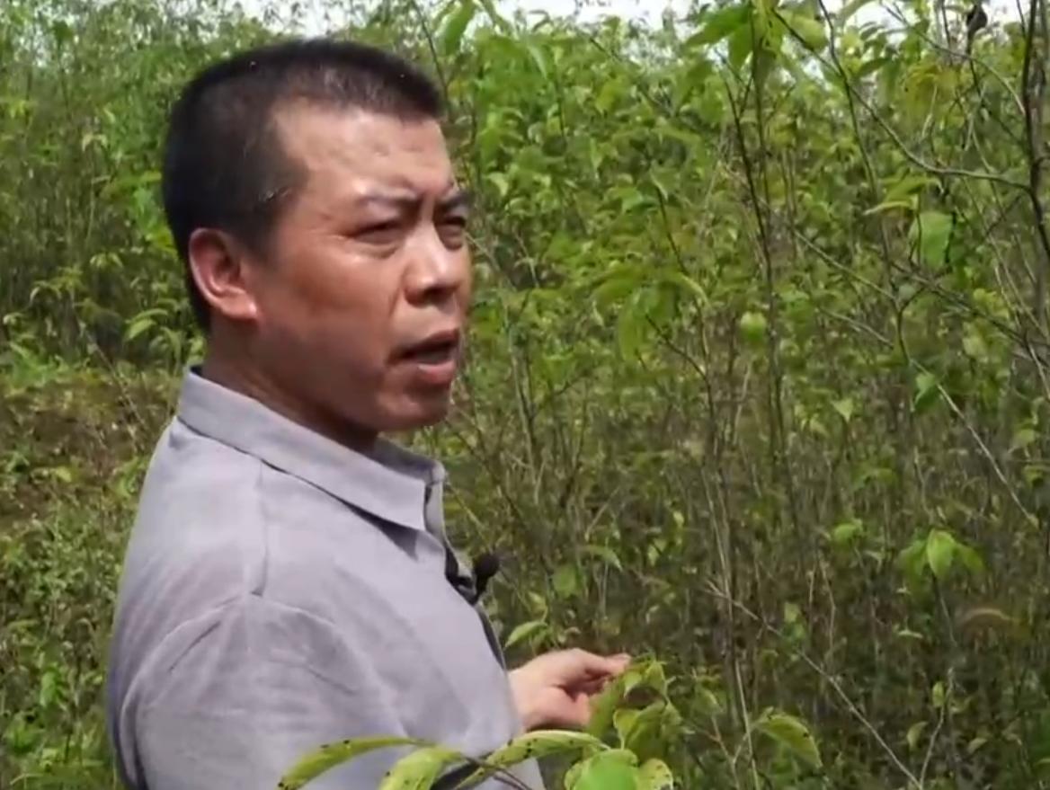 广东老板放弃皮革生意，靠壮阳树年入千万，一张树皮卖上千元