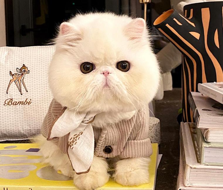 加菲猫可爱排名,肥猫加菲猫宠物