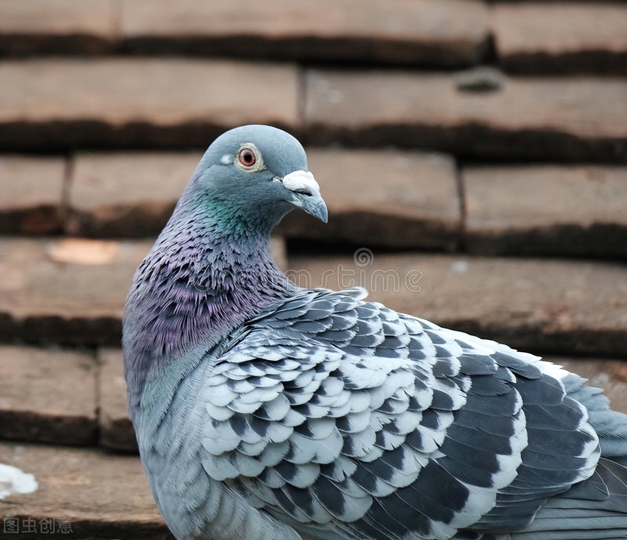 治疗毛滴虫的费用贵吗,毛滴虫反复治不好怎么办