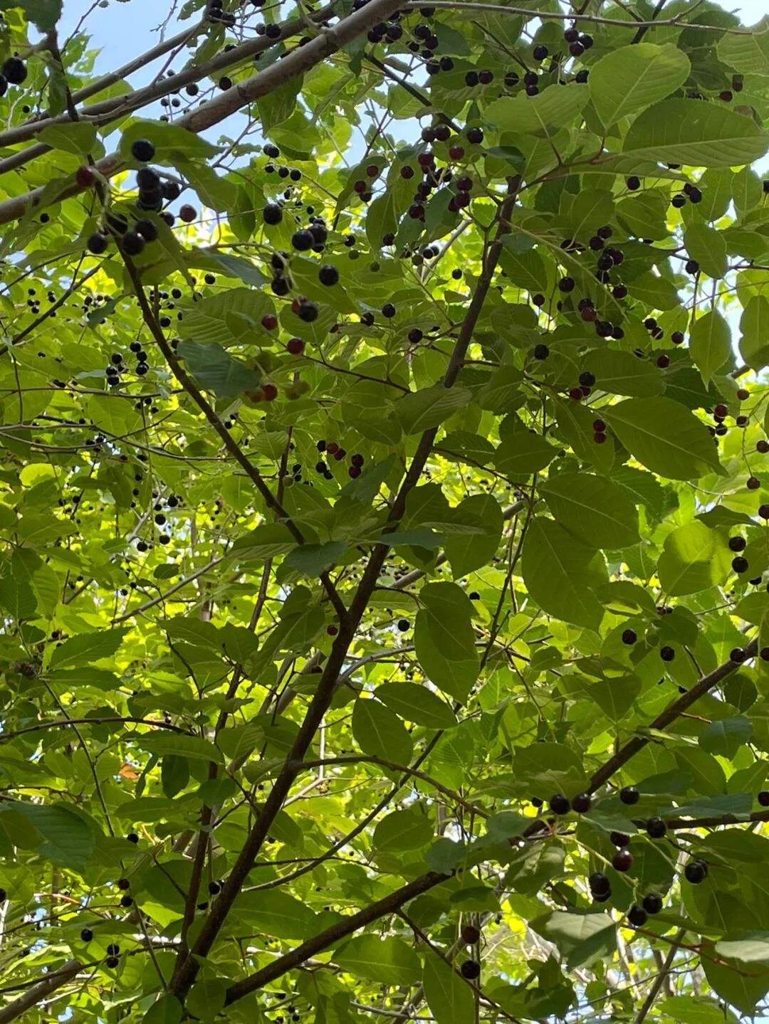 晨露午拾【38】——记忆是那几棵树：臭李子树