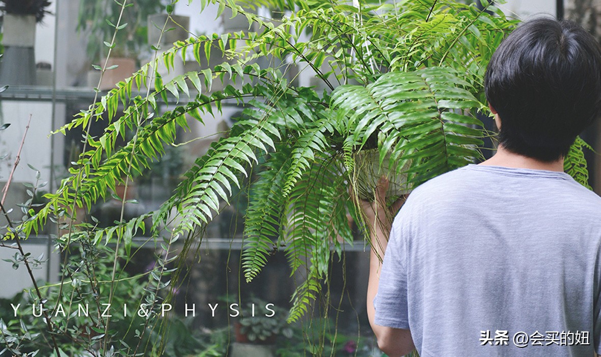 价格便宜且又有实用价值的绿植,家里值得买的绿植