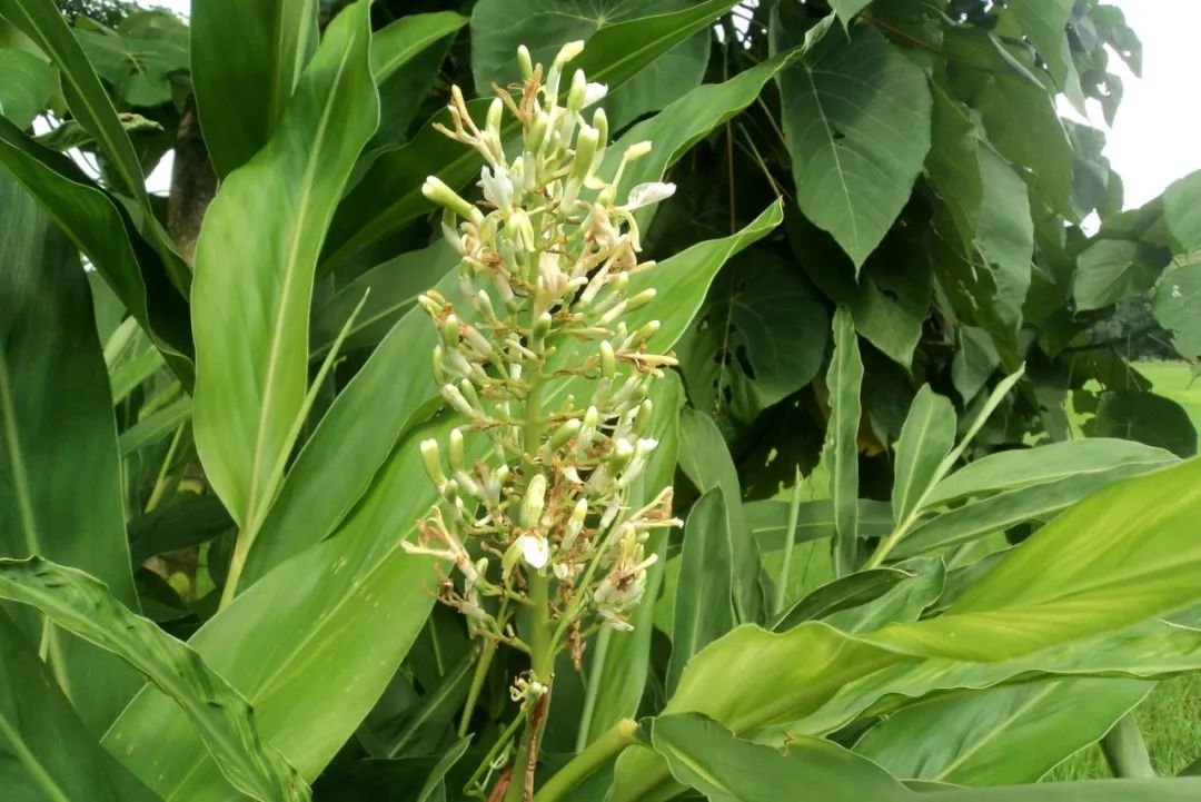 姜类香辛料都包含哪些种,12种必须了解的香料作用和用量