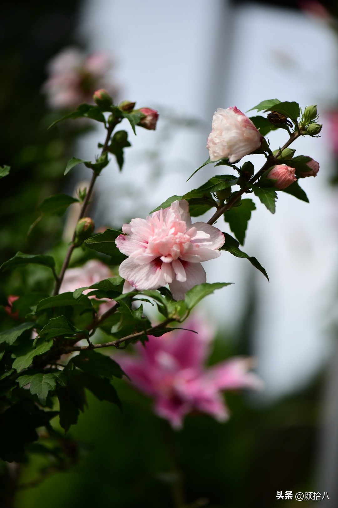 流放到菜地的花儿们，尽情绽放吧，不管在哪里｜园丁