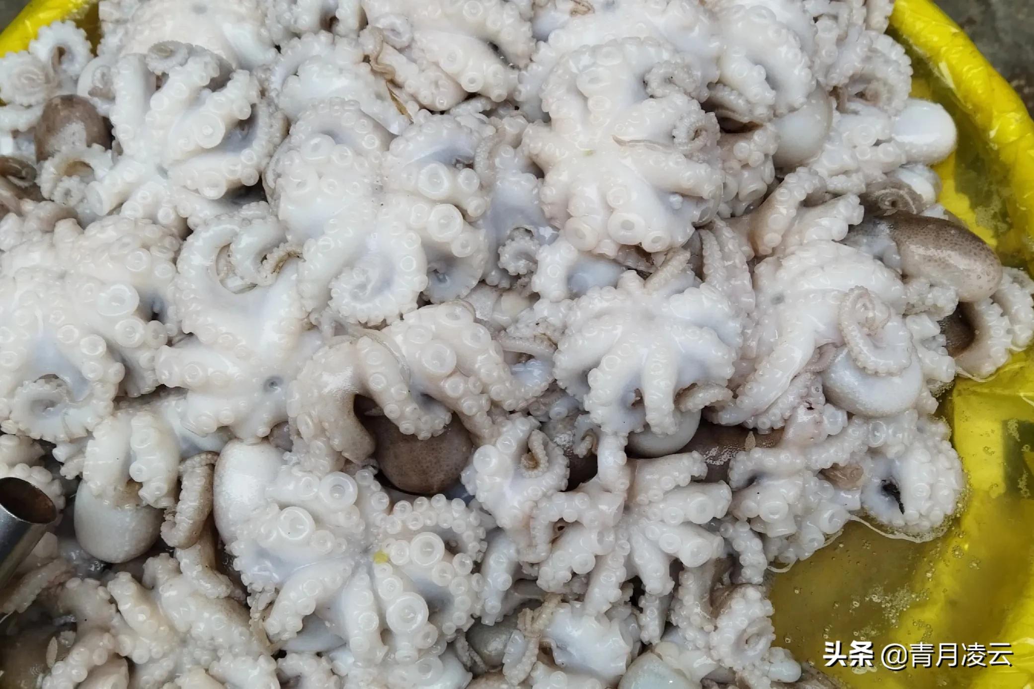 海鲜市场常见海产品图鉴,海鲜市场常见海产品图鉴表图例