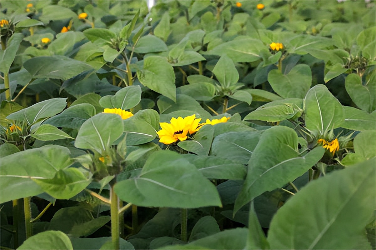 地头直达市场花市迎来了“太谷产”