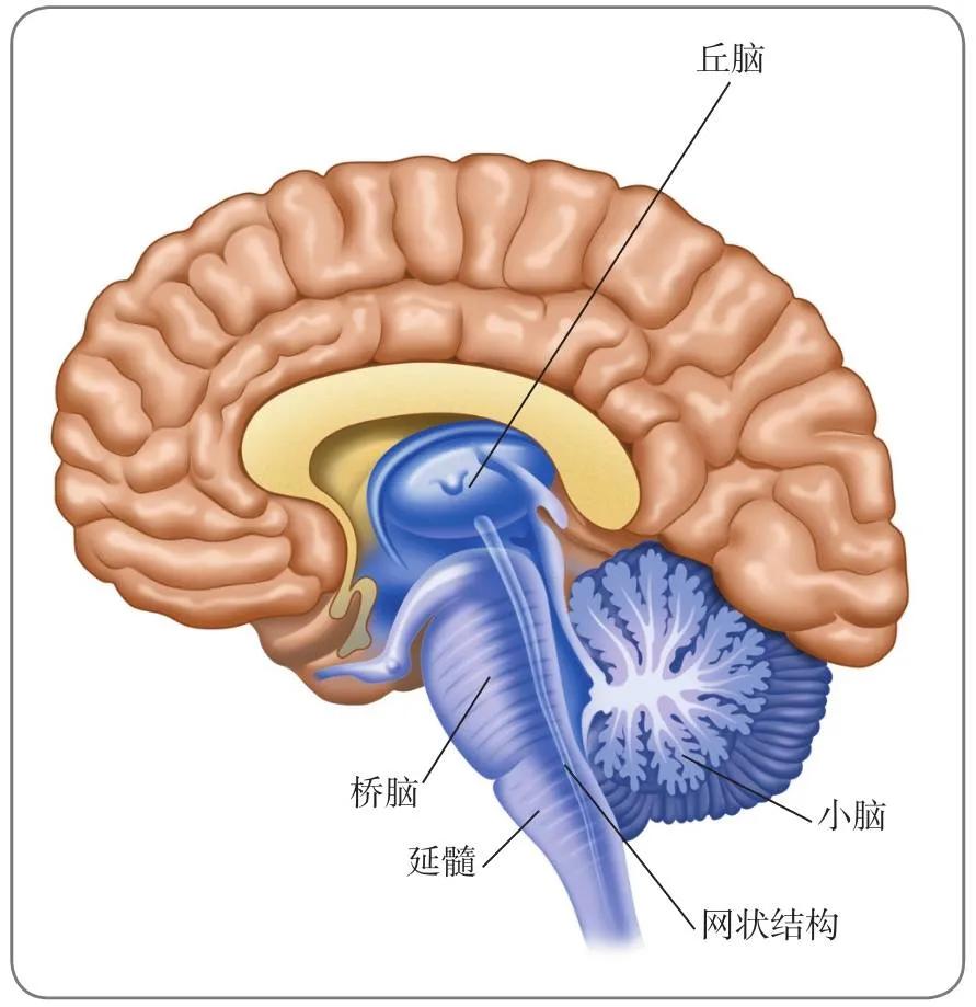心理学脑的结构和功能,脑解剖结构图及功能