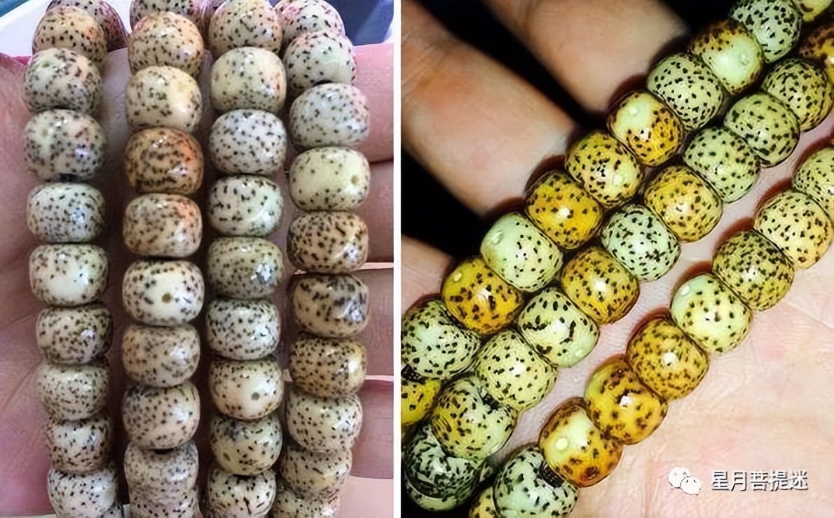 星月菩提如何选择合适自己的,星月菩提怎么挑选才是正确的