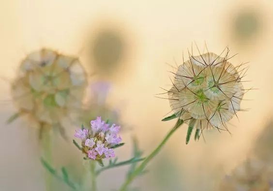 闀垮緱鍍忚冻鐞冧竴鏍风殑妞嶇墿,鍜岃冻鐞冩湁鍏崇殑妞嶇墿
