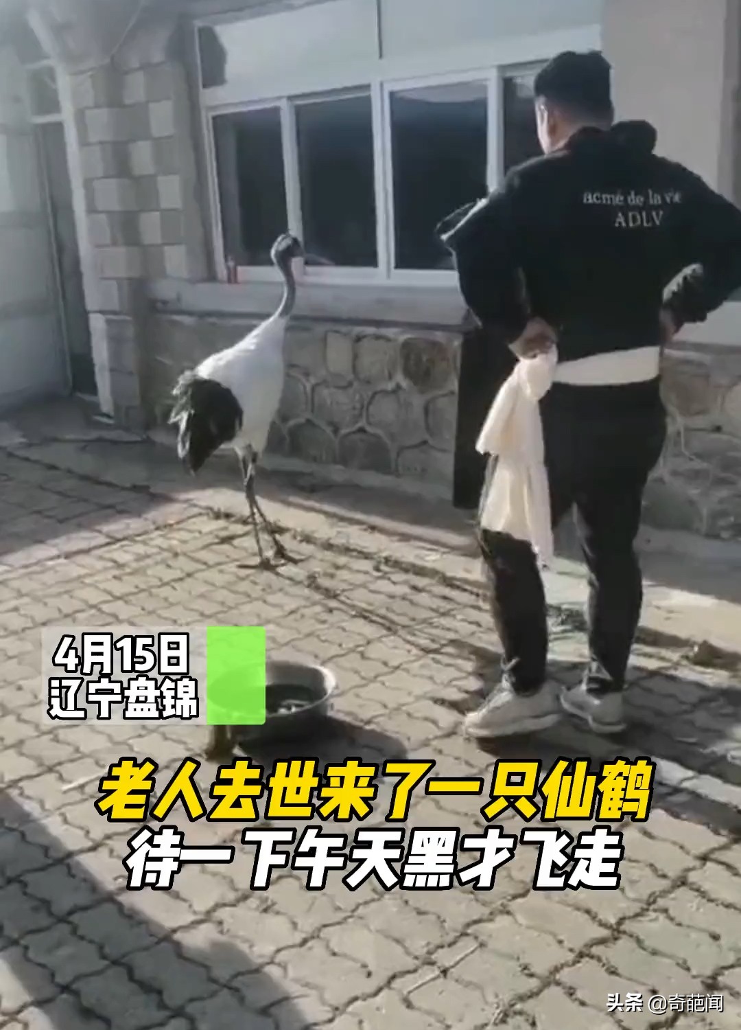 老人去世当天一只仙鹤前来道别,老人去世一只仙鹤走进灵堂