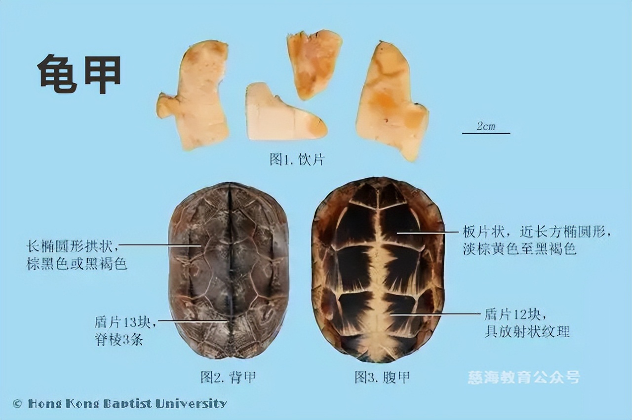 中药龟甲,中药龟甲功效记忆口诀