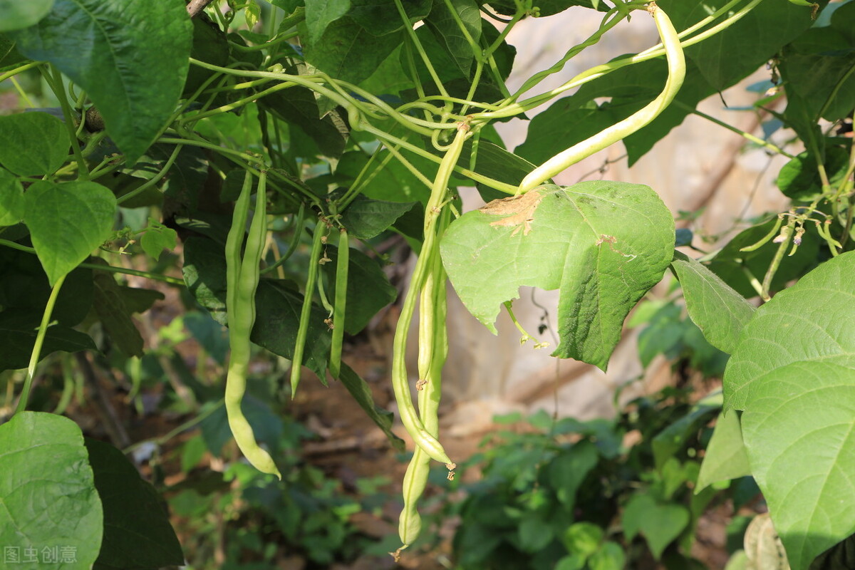 岁月曾经静好；我们，曾经在这里种菜撸猫