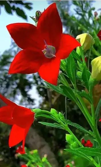 蓝天与花朵唯美图片,唯美阳光花朵图片