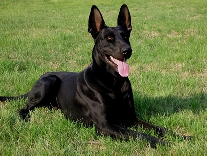 黑狼犬一般人养得起吗,黑狼犬到底多可怕