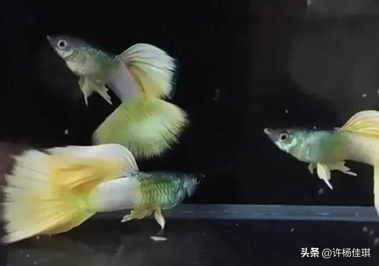 孔雀鱼品种详细介绍大全附图,最能繁殖的孔雀鱼是哪种品种