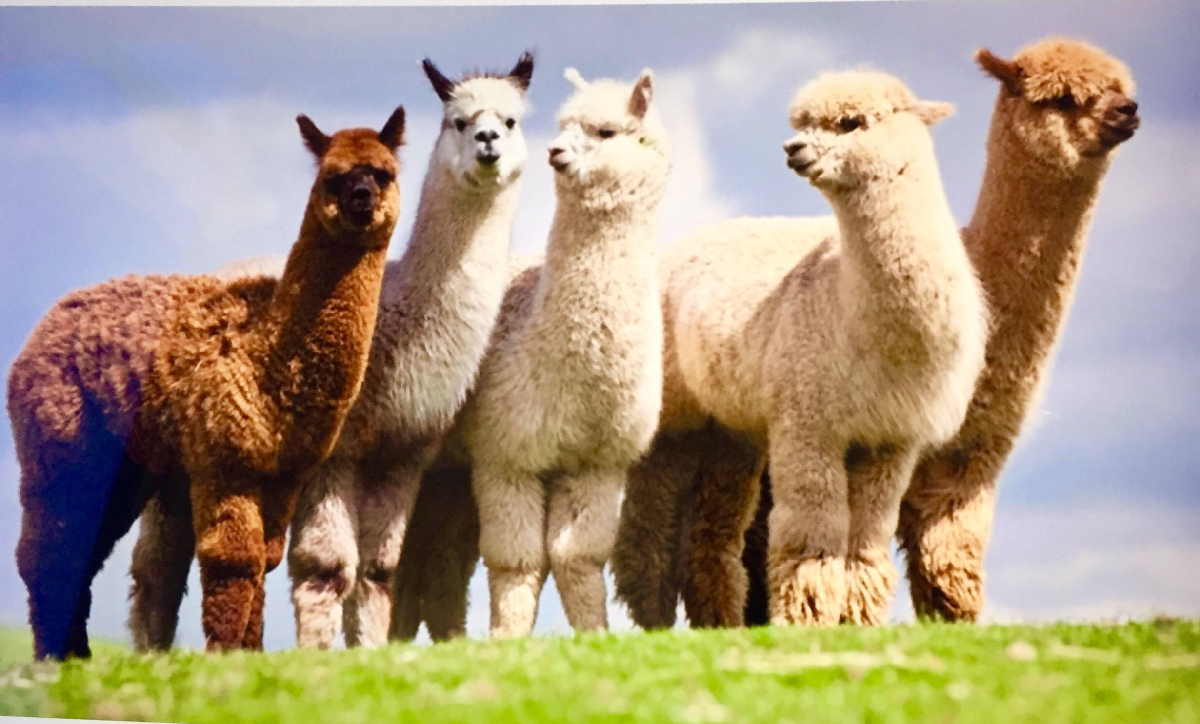 羊和羊驼是同一种种类吗,羊驼是骆驼和羊的结合吗