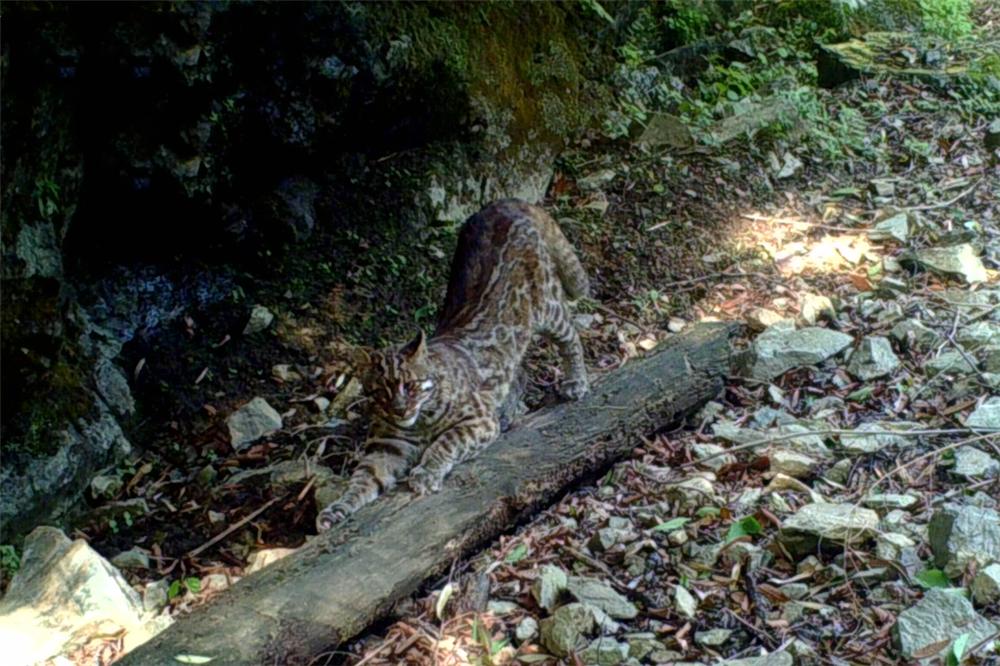 罕见金丝猴与羚牛野外同框,羚牛罕见现身甘肃尕海则岔保护区