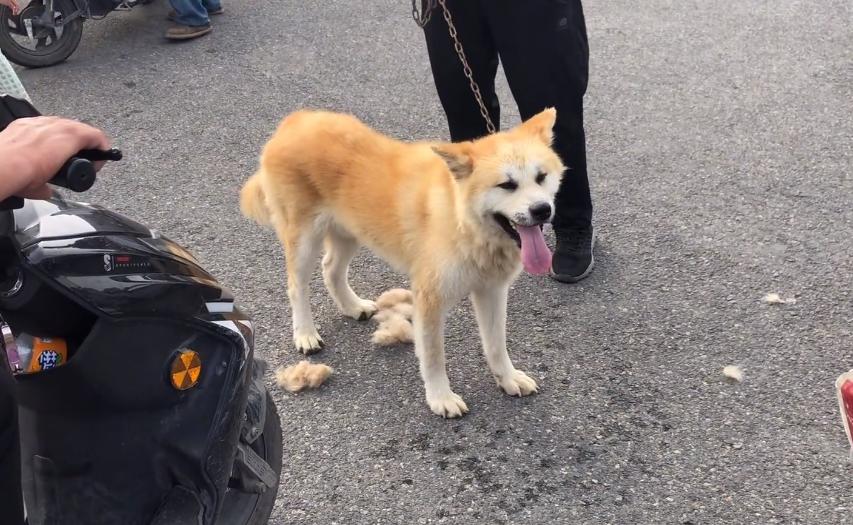 狗市捡漏博美犬260元,狗市捡漏300买高加索犬