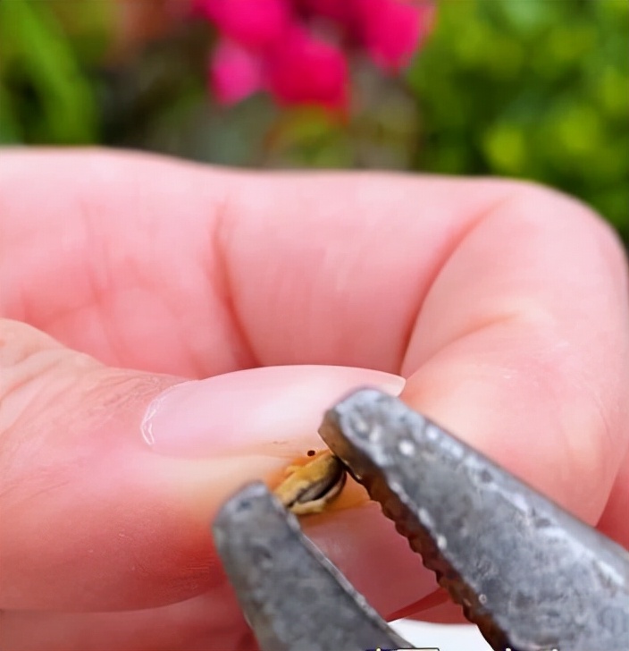 盆栽手捻葫芦种植时间和方法,室内种植手捻葫芦的最佳方法